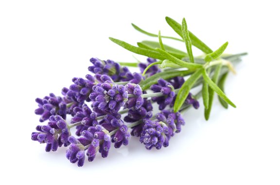 Lavendel_2.jpg  